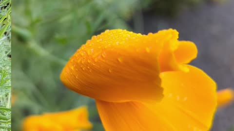 California poppy