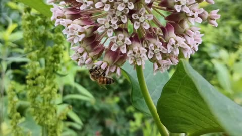 Honey Bee