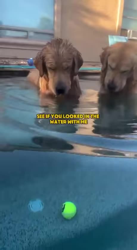 Water Dogs