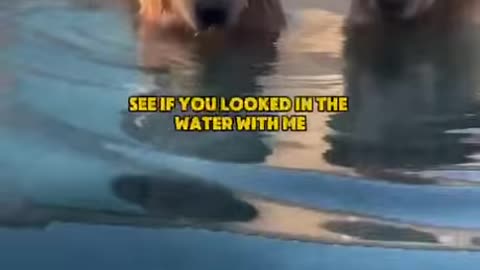 Water Dogs