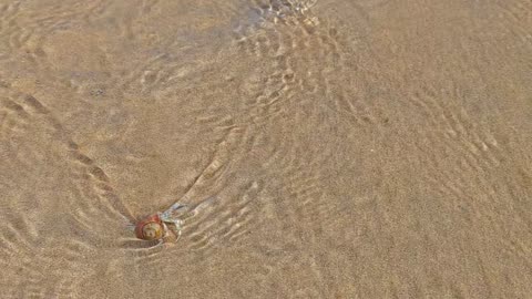 Little girl giggles as crab gets taken away by water