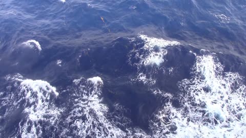 Floating Seaweed and Waves on Open Ocean off Cruise Ship Creative Commons Stock Video