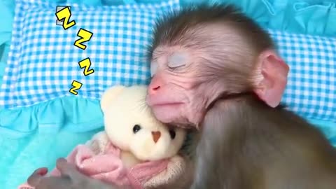 Monkey Baby Bon Bon