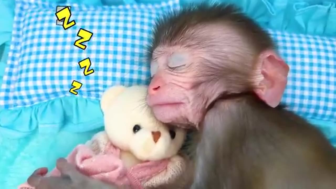 Monkey Baby Bon Bon