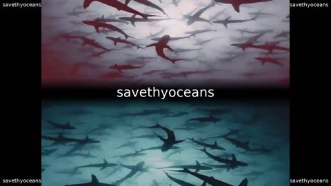 The Shark Army Thousands Of Sharks Swimming Under The Ocean