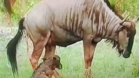 Wildebeest Birth Caught on Camera 😍 | The Miracle of Life in the Wild!
