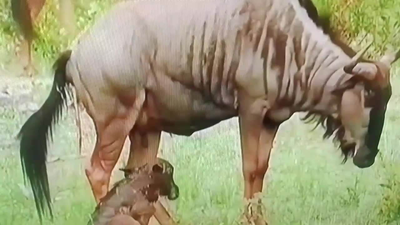 Wildebeest Birth Caught on Camera 😍 | The Miracle of Life in the Wild!