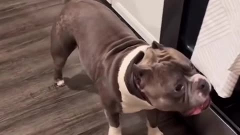 Bad Dog