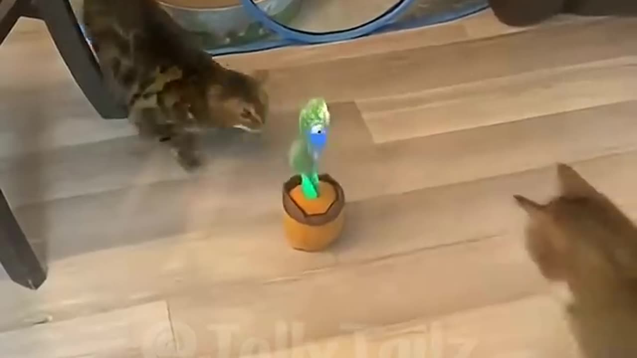 Cut cat
