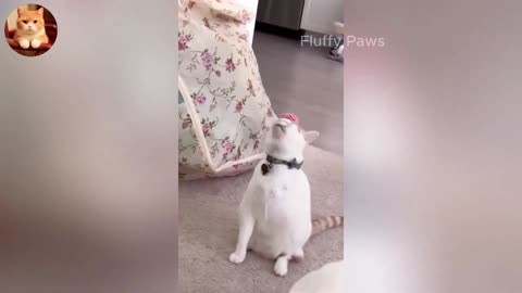 Funny ANIMALS videos 😂 _ Funniest Cats and Dogs 2025 🐶😼 _ Part 6
