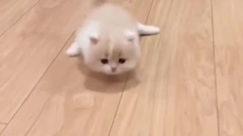 Ultimate Compilation of Adorable Cat Moments