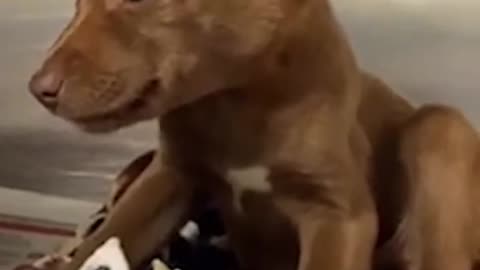 DOG CAN’T STOP SMILING AFTER BEING ADOPTED