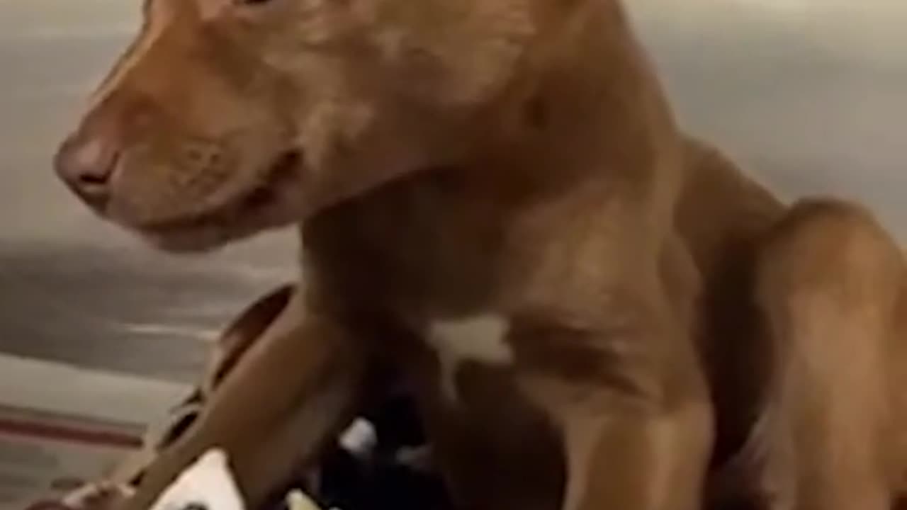 DOG CAN’T STOP SMILING AFTER BEING ADOPTED