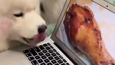Funny dog are so beautiful | funny video | crazy clips