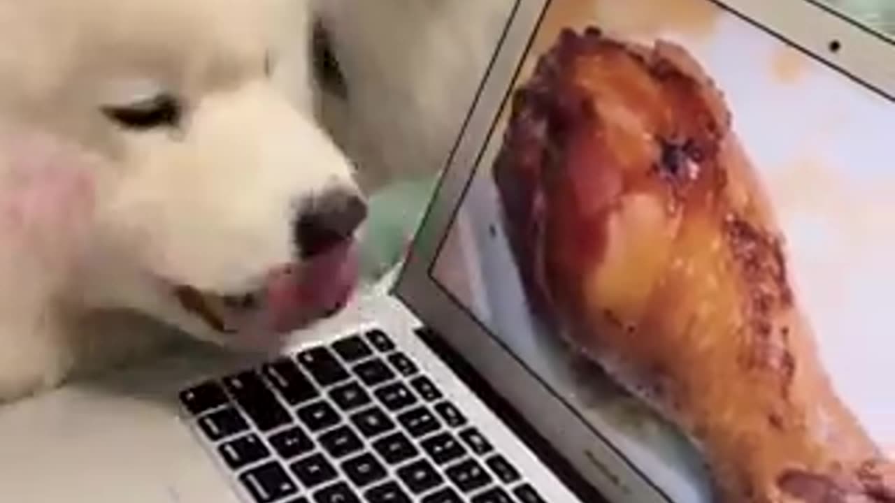 Funny dog are so beautiful | funny video | crazy clips