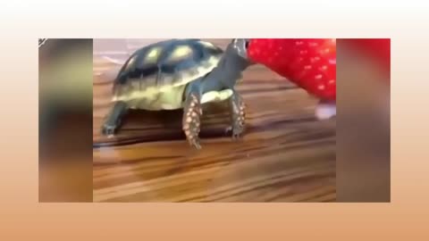 So funny animal videos