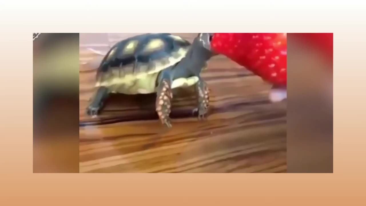 So funny animal videos