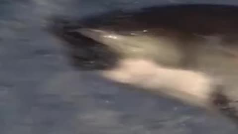 Great whites really are THAT shark hype sharks sharkweek greatwhite edit