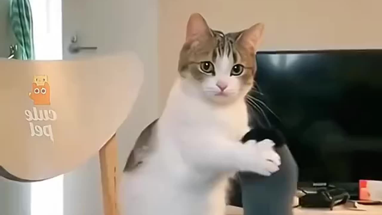 Animal funny video 33