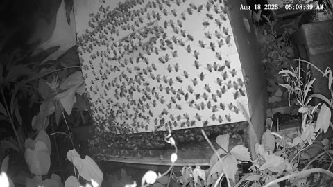 Monday Morning Peek at a Beehive