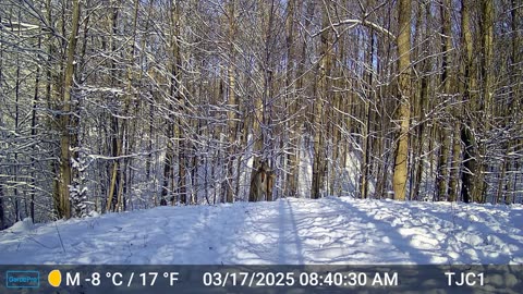 Deer Running Into Forest