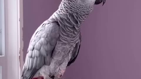listen to what this parrot says – hilarious! 😂
