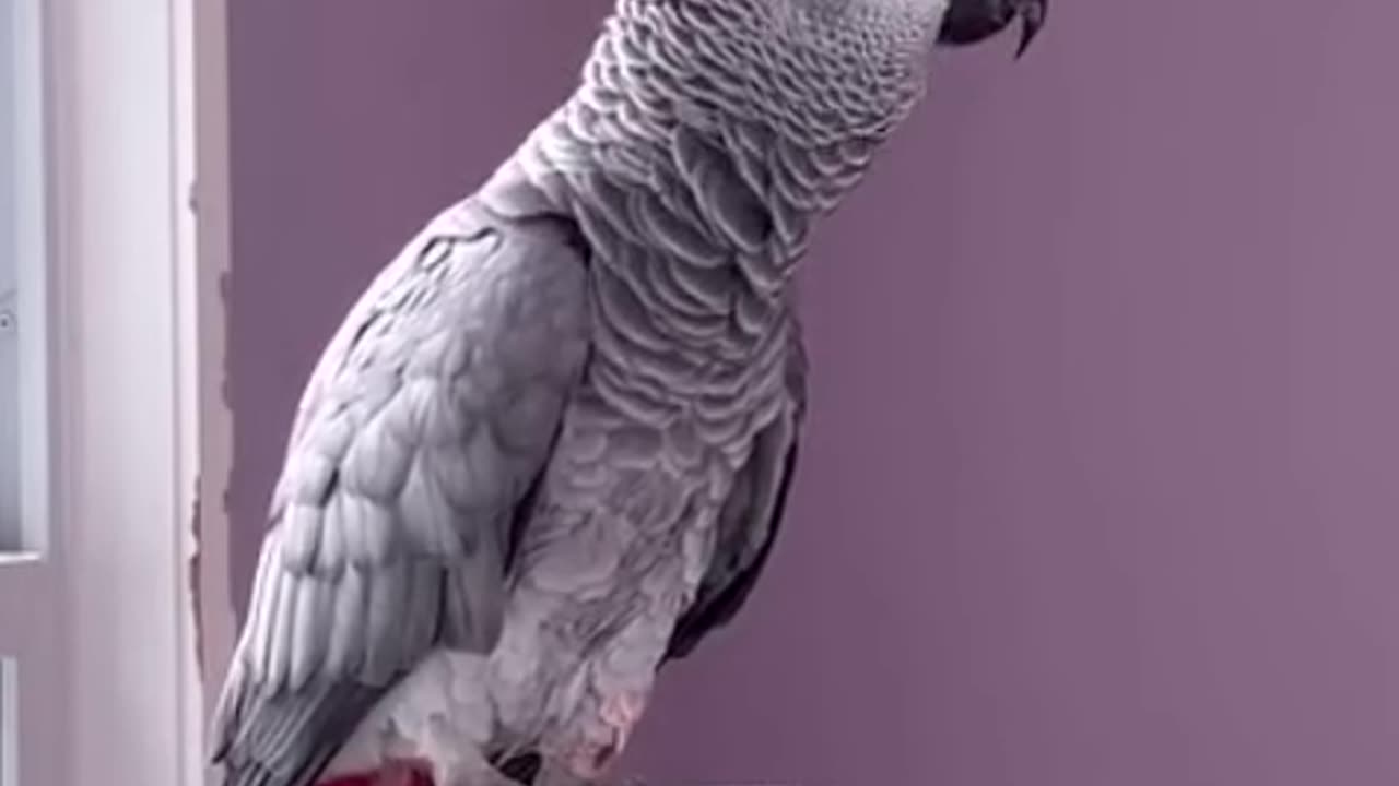 listen to what this parrot says – hilarious! 😂