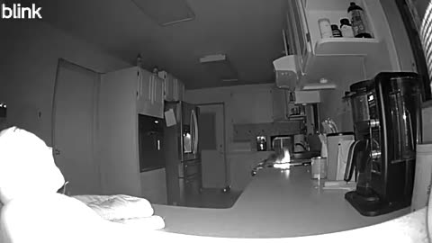 Dog Starts Stove Fire With Paws