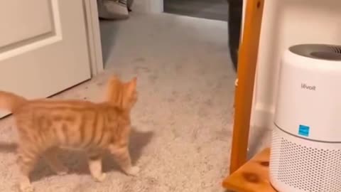 funny cats