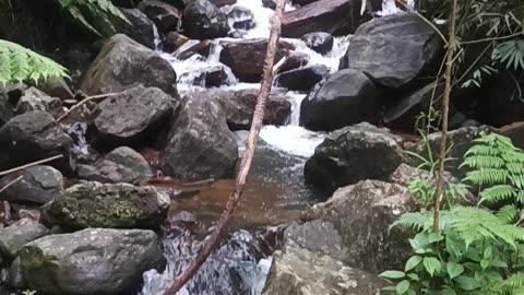 Sinharaja Forest Sri Lanka