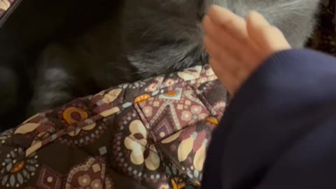 Wednesday Whiskers with SPH featuring a Kevin in a bag. #funny #cats #greenday