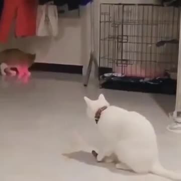 Cat laser!