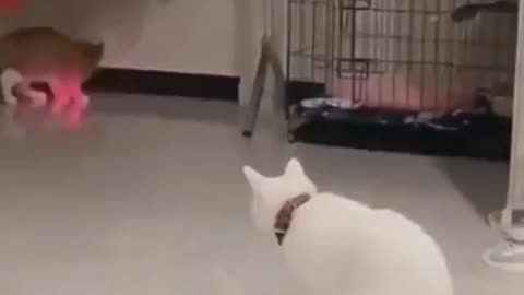Cat laser!