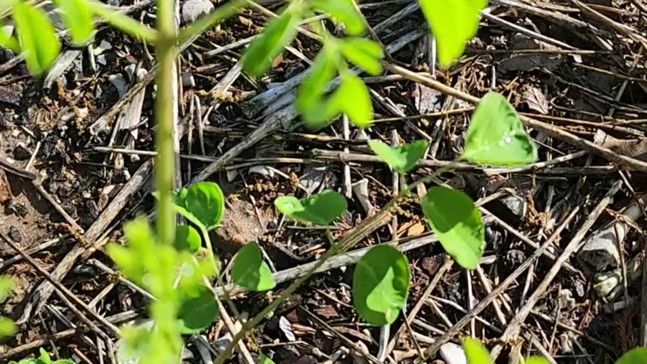 Mini Moringa Forest - Spring 2025