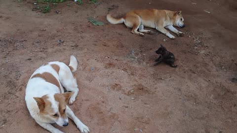 Vilde hunde i de Thailandske bjerge - Del 1