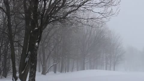 Blizzard Sounds in a Snowy Forest 🌨️ | Winter Storm Ambience for Sleep & Relaxation