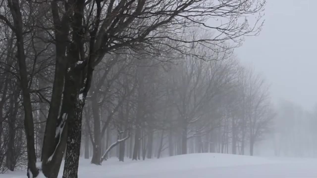 Blizzard Sounds in a Snowy Forest 🌨️ | Winter Storm Ambience for Sleep & Relaxation
