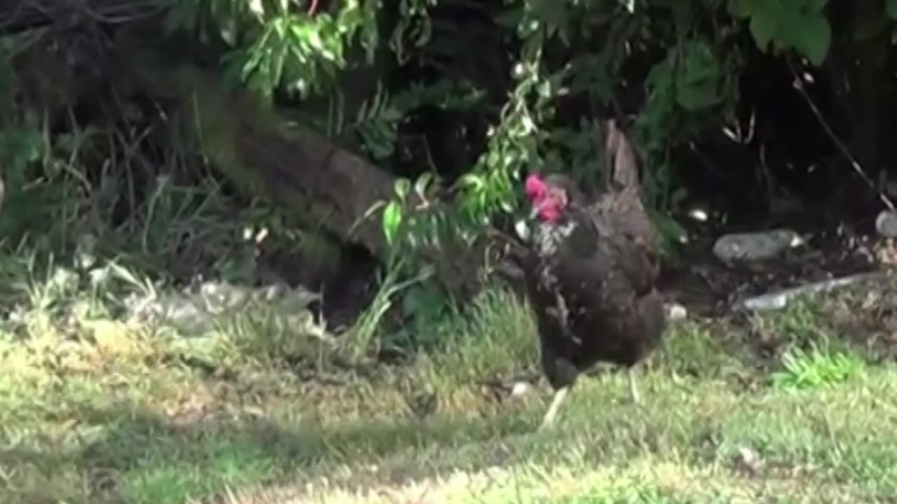 hen
