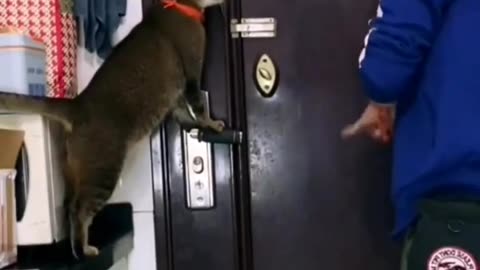 smart cat