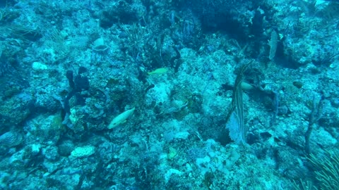 Diving with Kyalami Scuba Club at Rons Rock