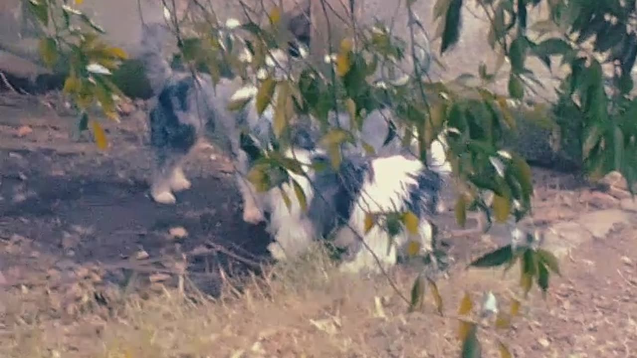 Momentos con los peludos