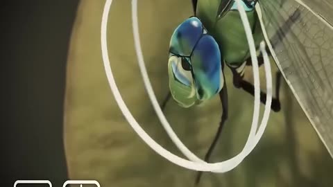 The Incredible Flight Power of Dragonflies – Nature’s Aerial Dominators!