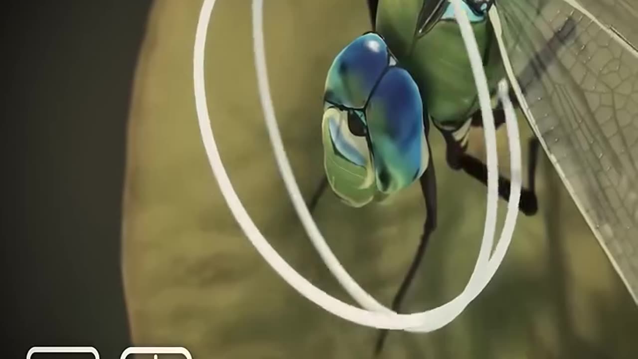 The Incredible Flight Power of Dragonflies – Nature’s Aerial Dominators!