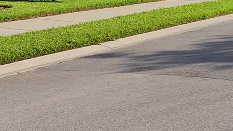 Alligator Emerges From Residential Bushes