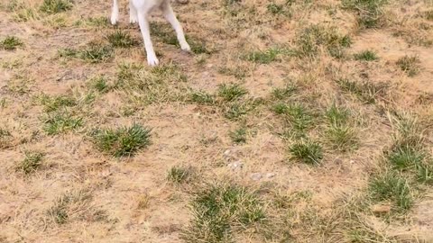 😂🐶 Moody's Epic Fail at Fetch! | FunFM