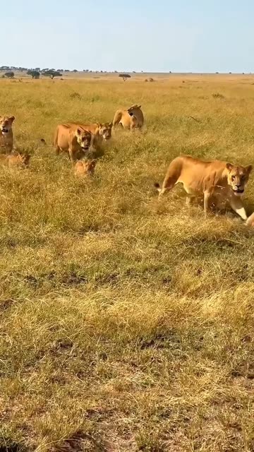 Heartwarming: Mom and Her Cubs on a Morning Walk [Must Watch!]