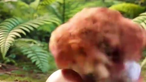 AI Video: This Dog is a Hero Heartwarming Tale