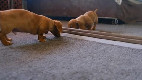 Funny Dog plays with his reflection in the mirror!