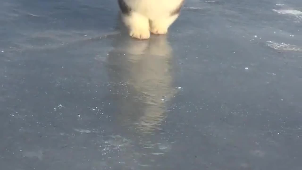 Arrogant little short legs