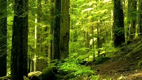 YOU CAN LET GO OF WHAT HARMS YOU - Lama Dawa's Commentary